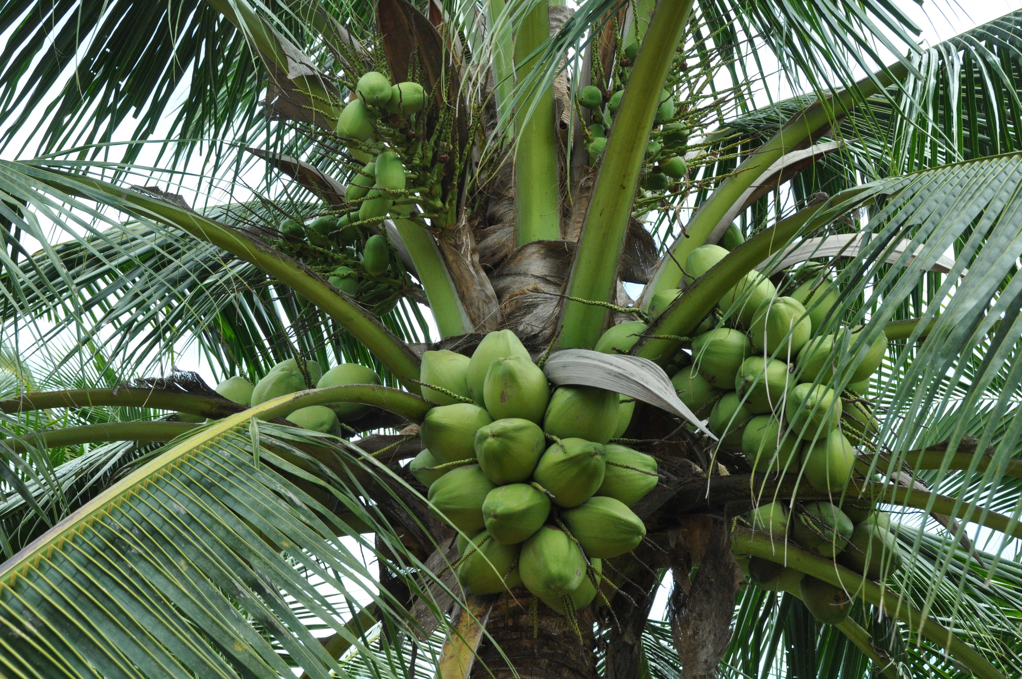 Coconut Tree Name